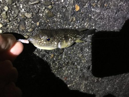 夜中にサビキ釣り